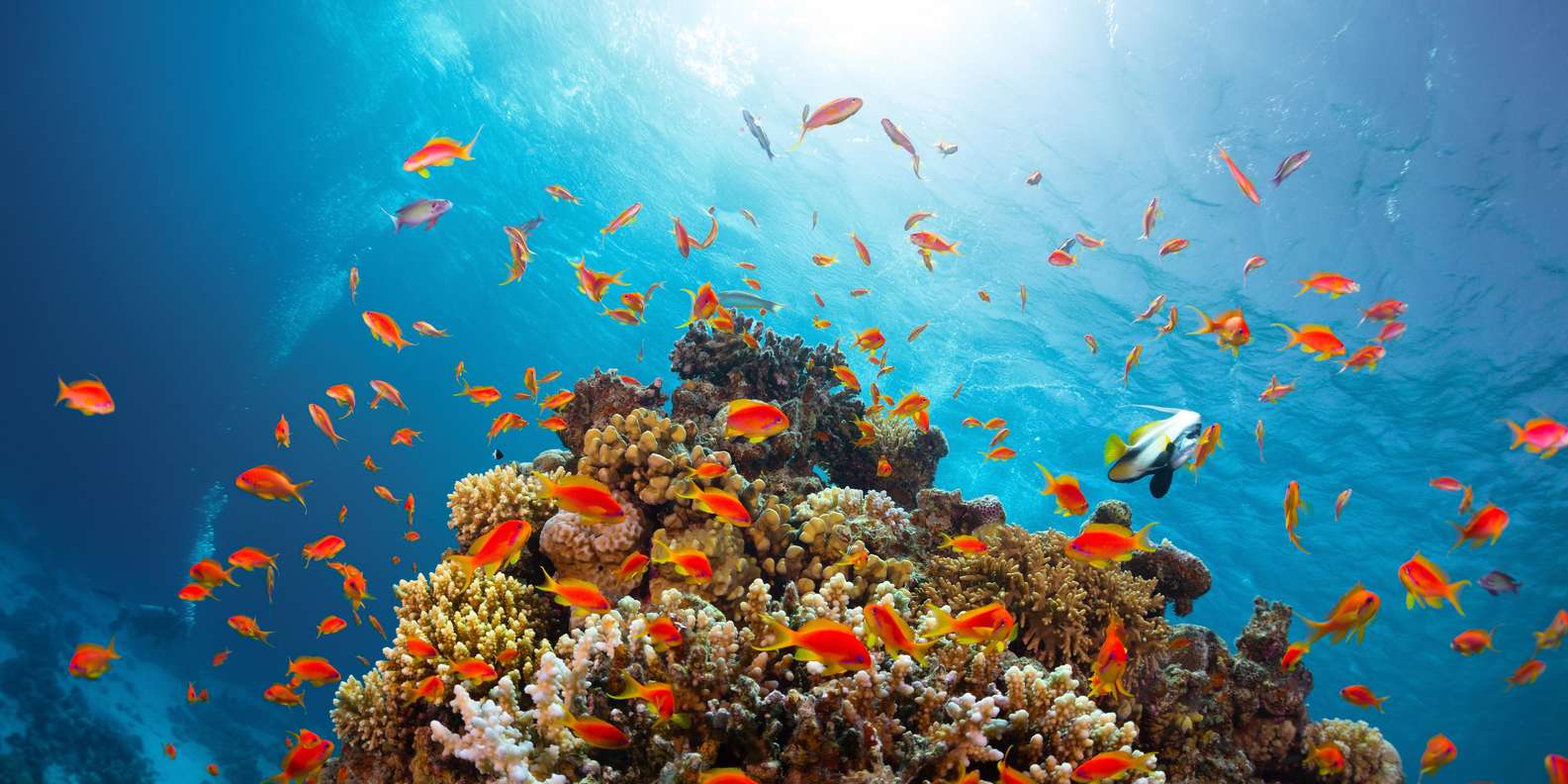 Sharm El Sheikh